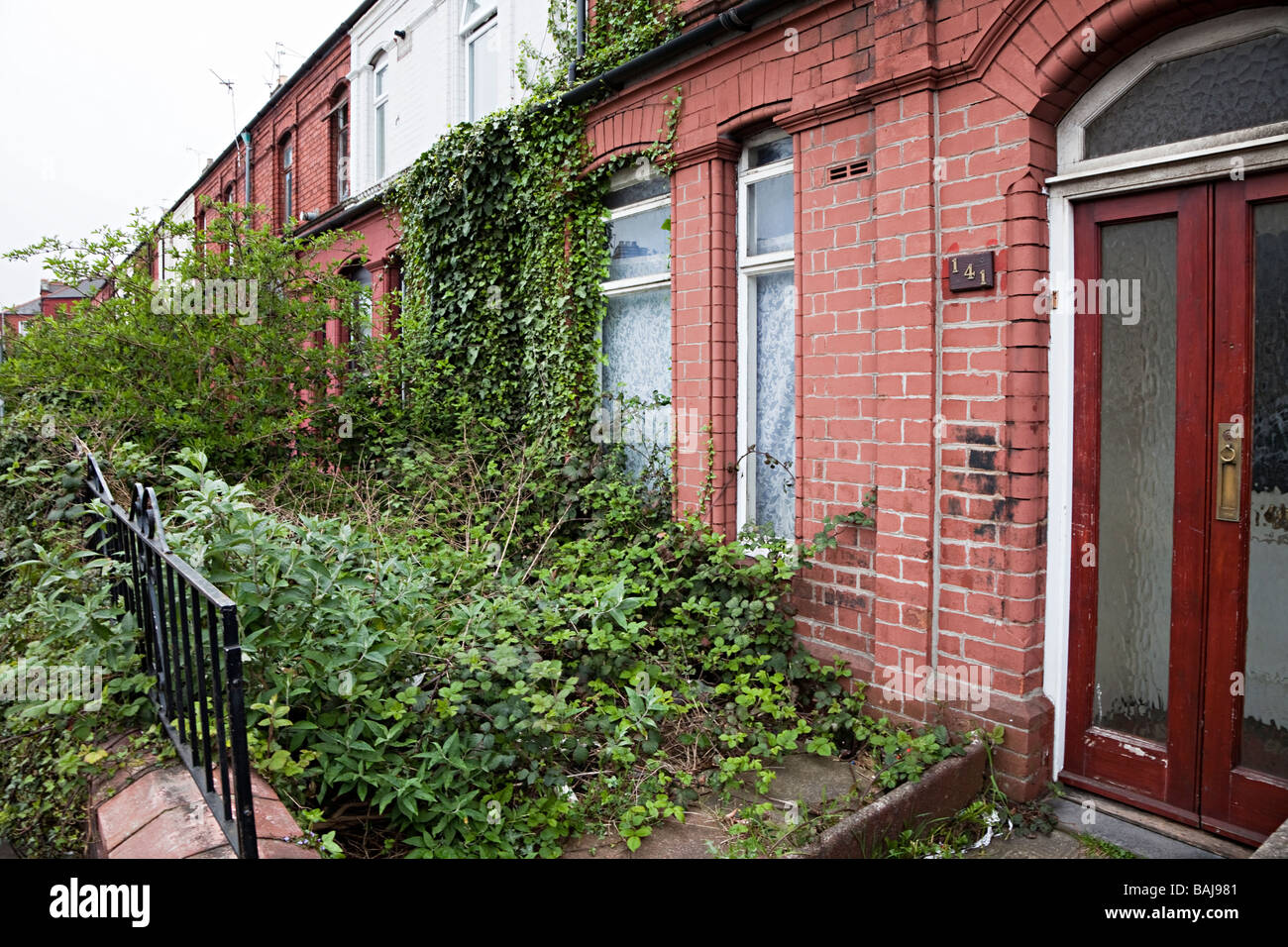 Overgrown front garden in row of terraced houses Cardiff Wales UK Stock Photo