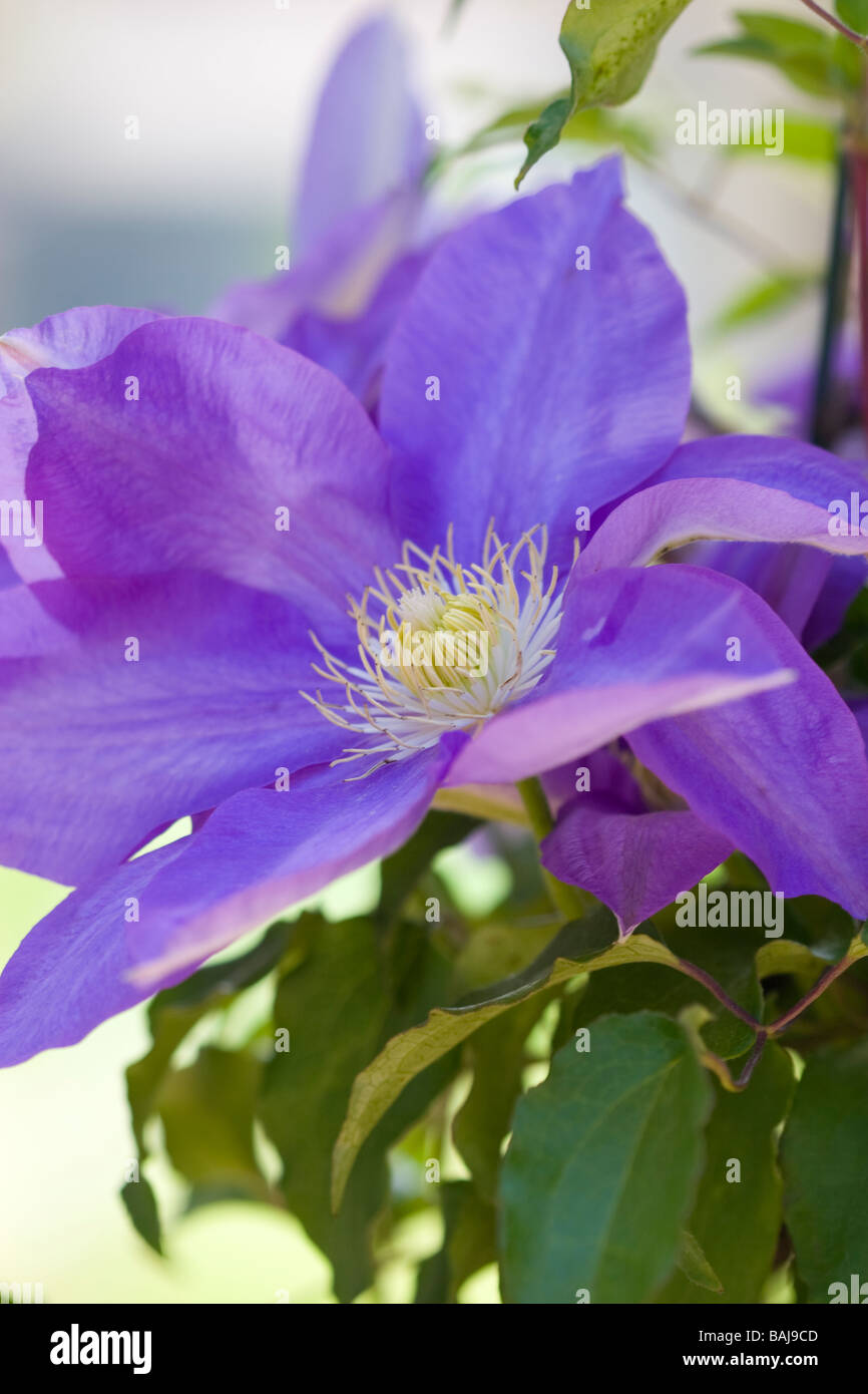 blue clematis flower Stock Photo