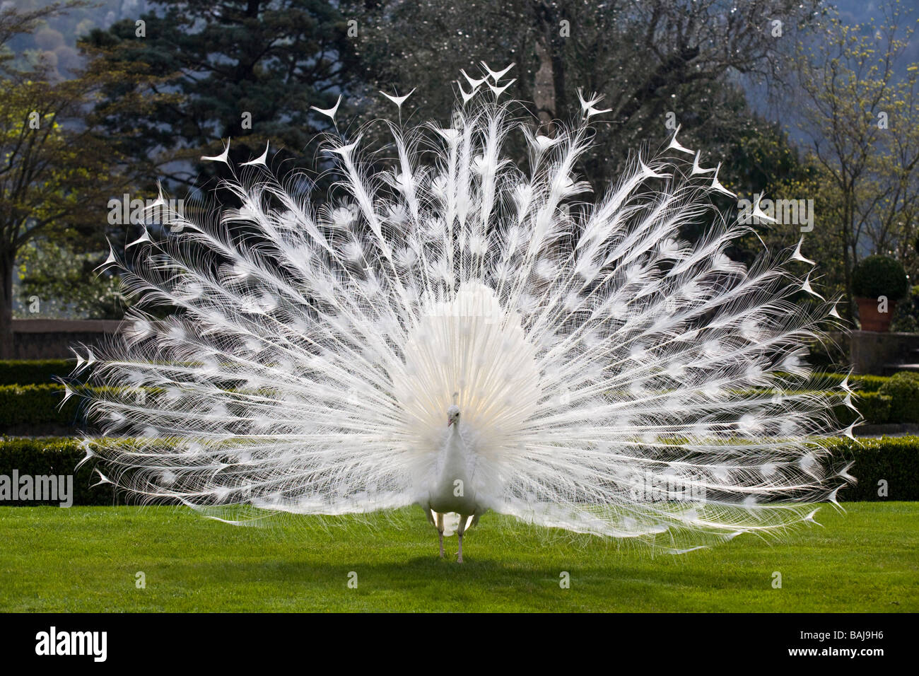 A male albino Peacock (Pavo cristatus) spreading its tail (Italy). Paon bleu (Pavo cristatus) leucistique mâle faisant la roue. Stock Photo