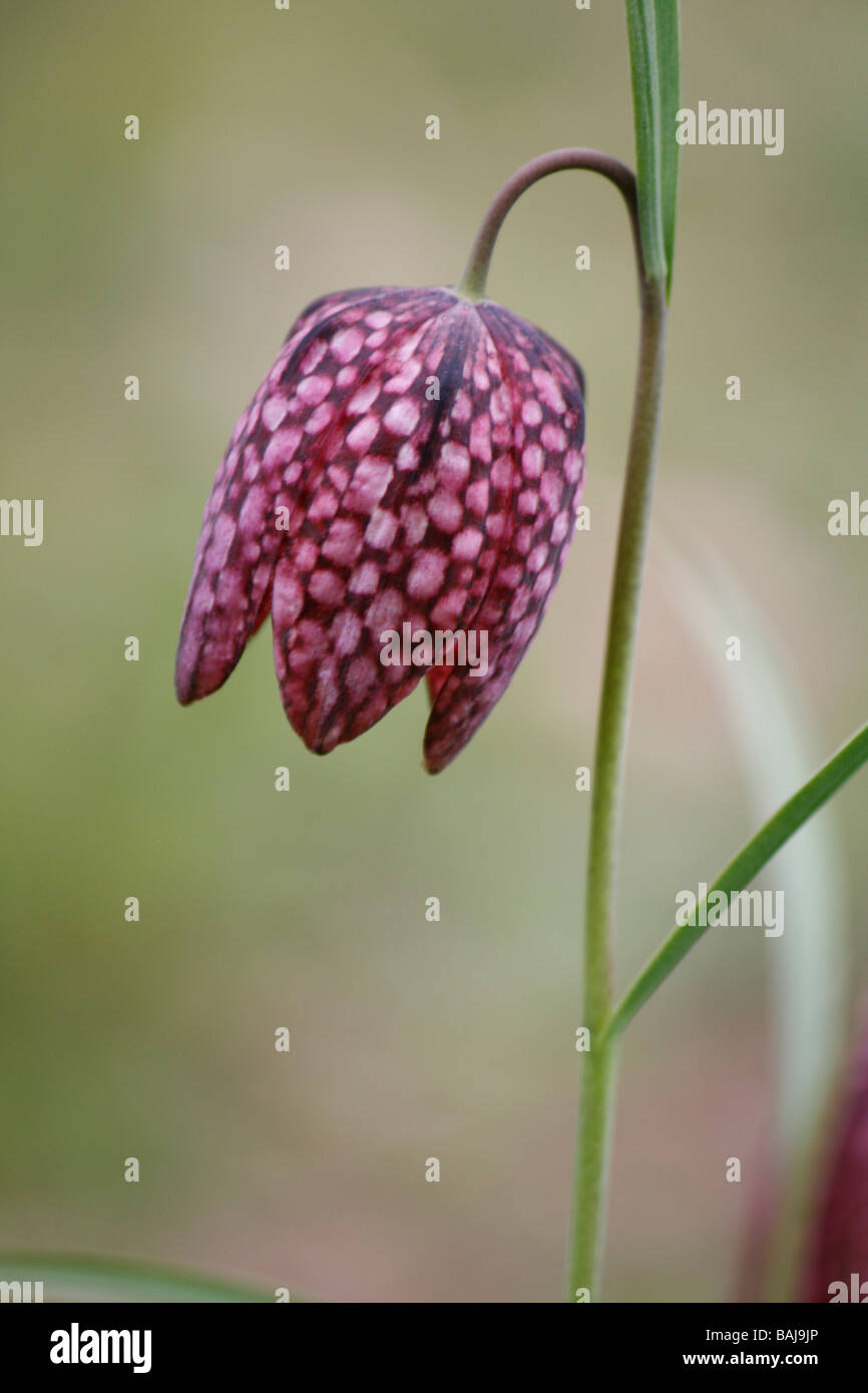 Snakes-head fritillary (fritillaria meleagris) flowering in a Yorkshire wildflower meadow, in April. Stock Photo
