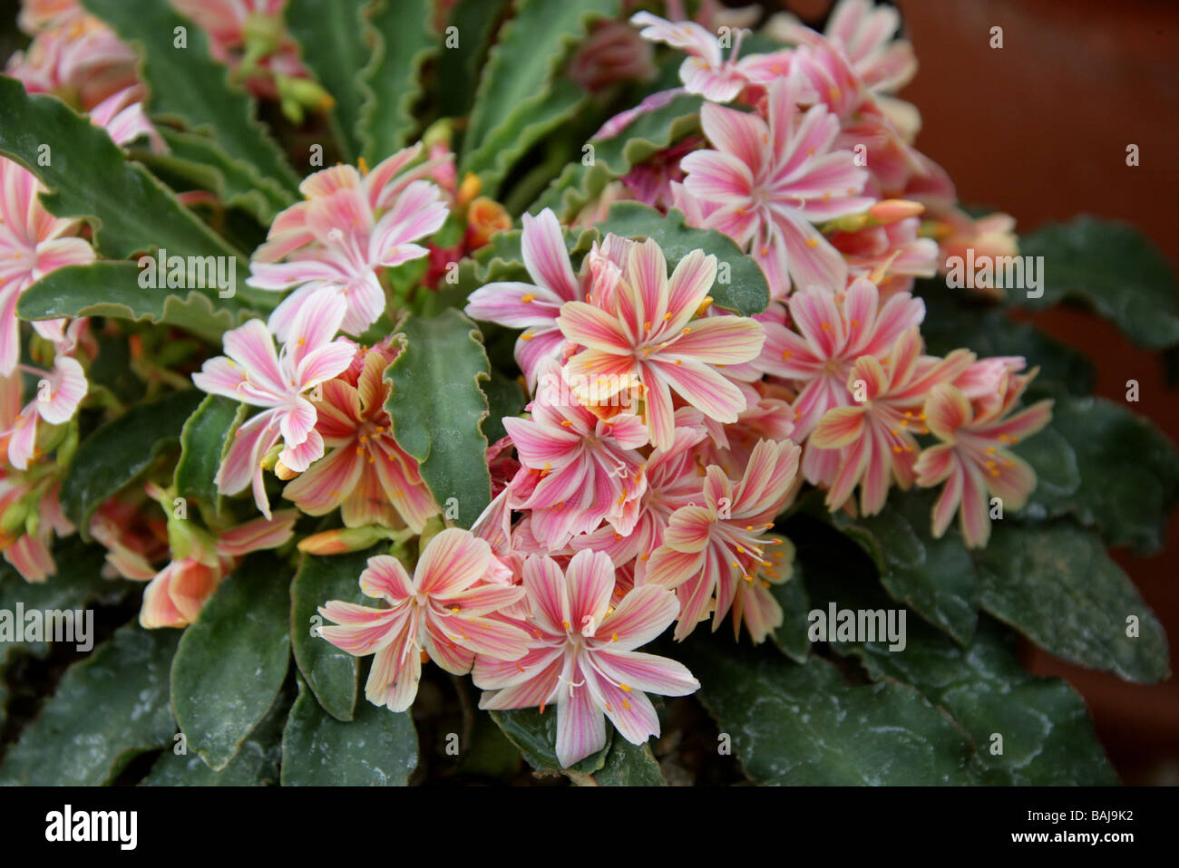 Lewisia cotyledon, Portulacaceae, Oregon and California, USA, North America Stock Photo