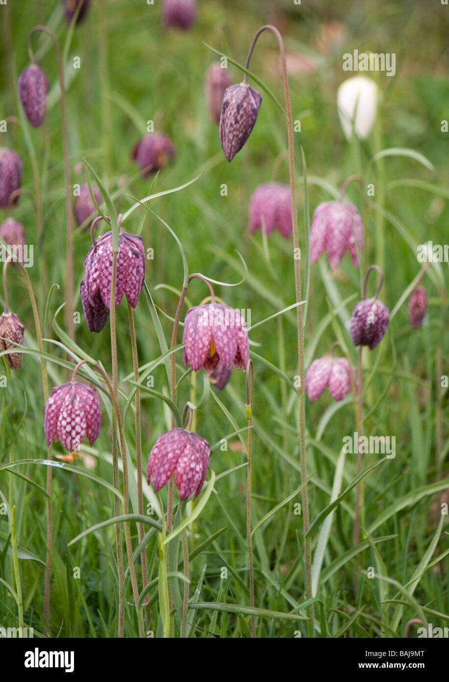 Group of snakes-head fritillaries (fritillaria meleagris) flowering in a wildflower meadow in Yorkshire, in April. Stock Photo