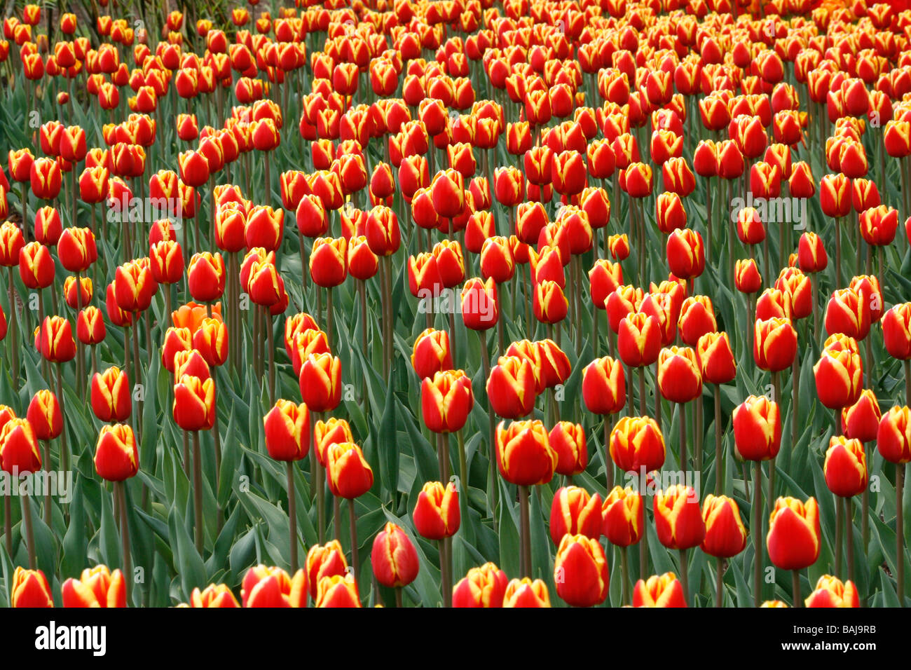 Mass planting of Tulipa Denmark flowering in April. Stock Photo