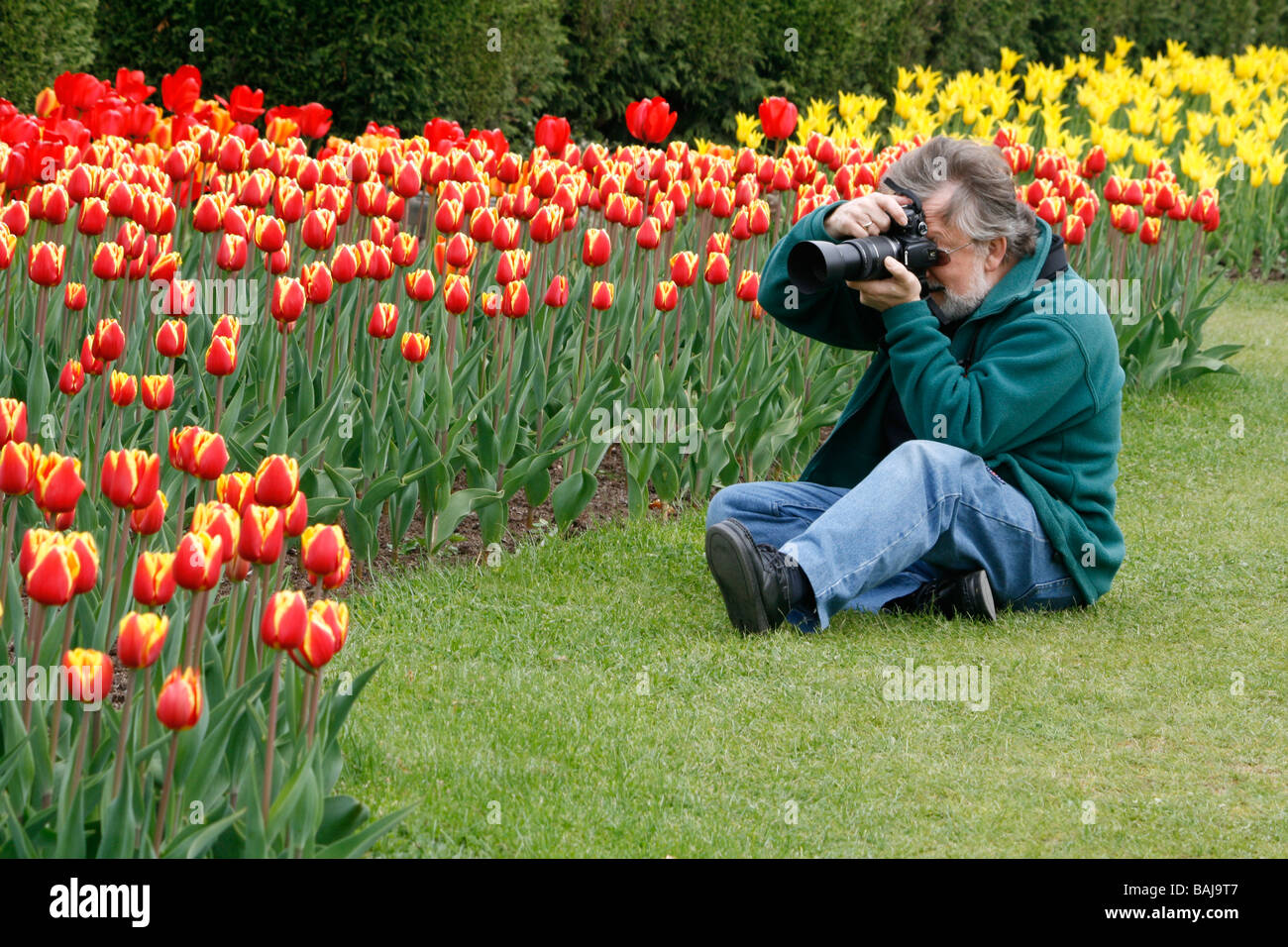 Senior photographing tulips, with tulipa Demark in the foreground and tulipa West Point in the background. Stock Photo