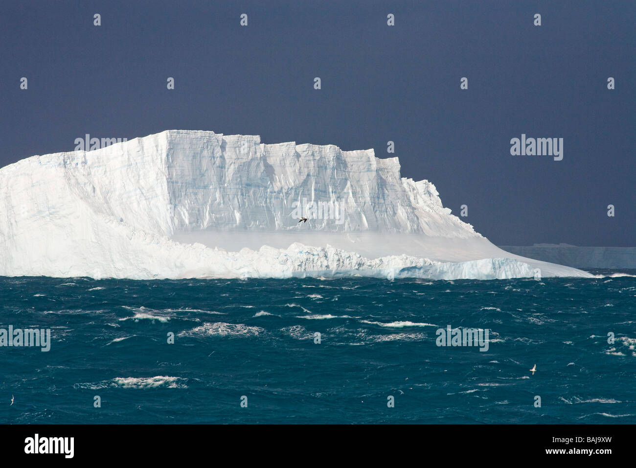 Antarctica antarctic albatross hi-res stock photography and images - Alamy