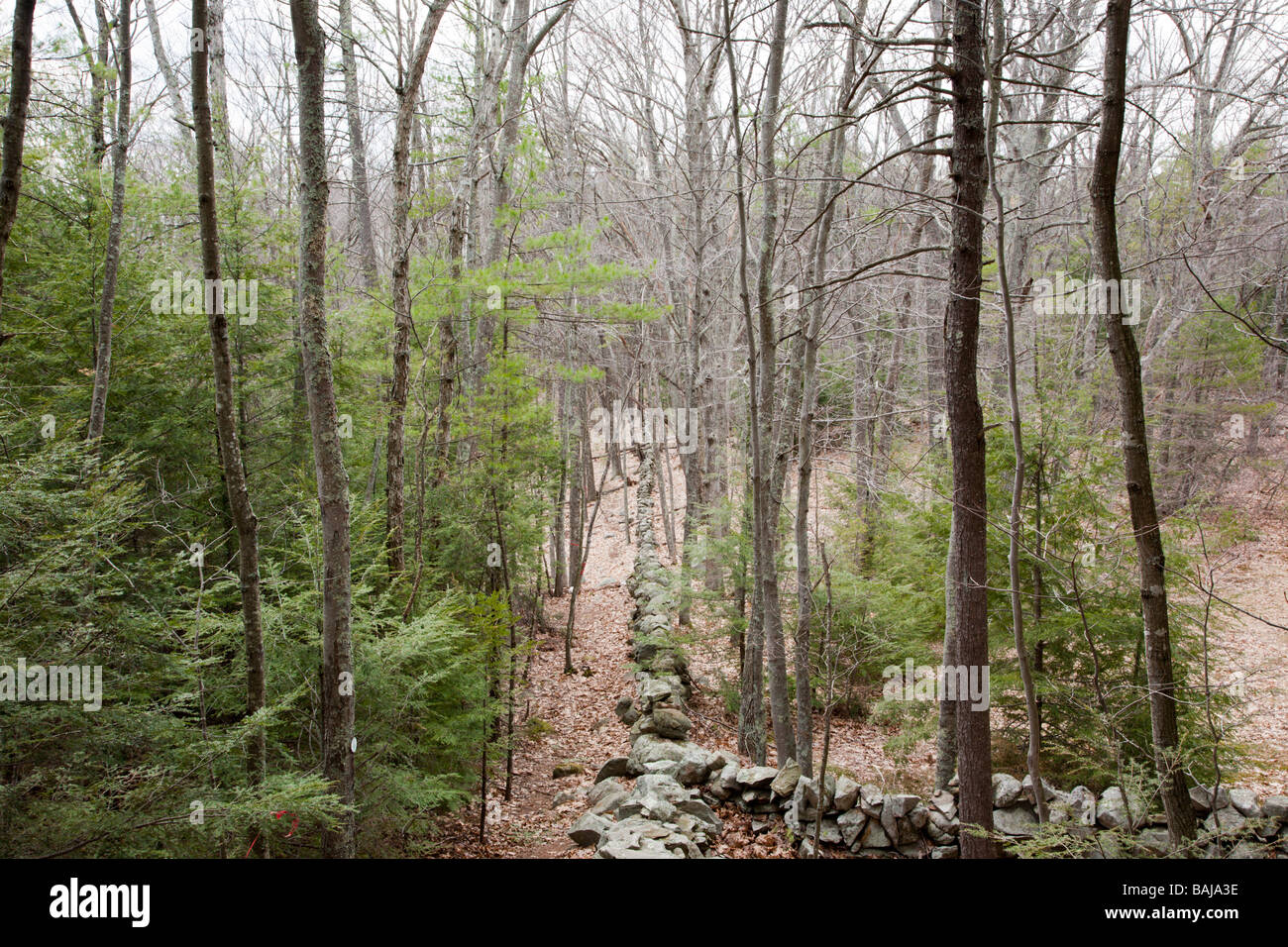 Sandown New Hampshire Town Forest during the spring months Stock Photo