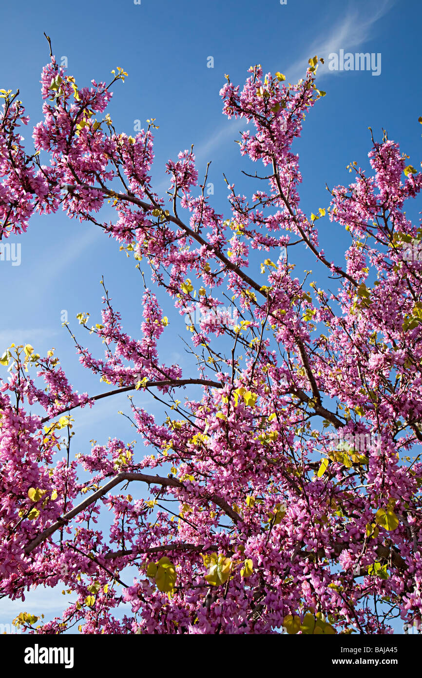 Flowering cherry against blue sky Stock Photo