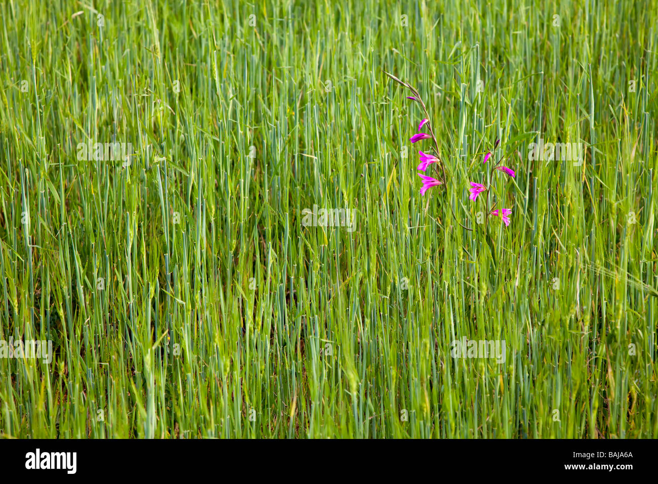 Wild flowers in field of barley Mallorca Spain Stock Photo