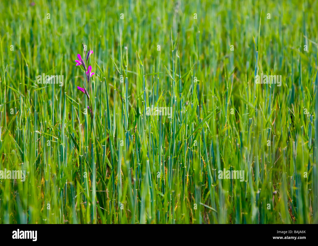 Wild flowers in field of barley Mallorca Spain Stock Photo
