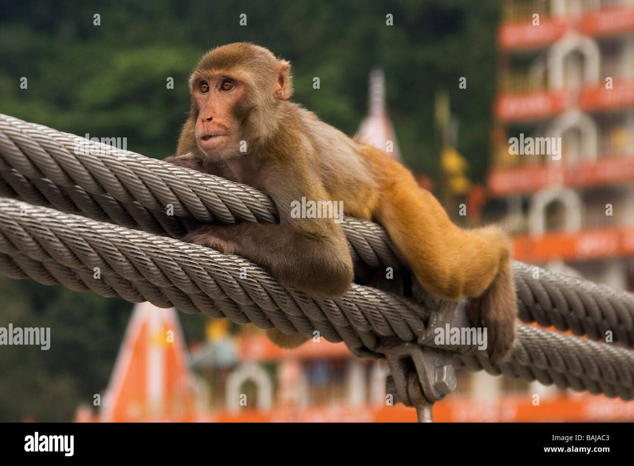 Rhesus Macaque Monkey clings to suspension wires of a bridge over River Ganges, Rishikesh, India. Stock Photo