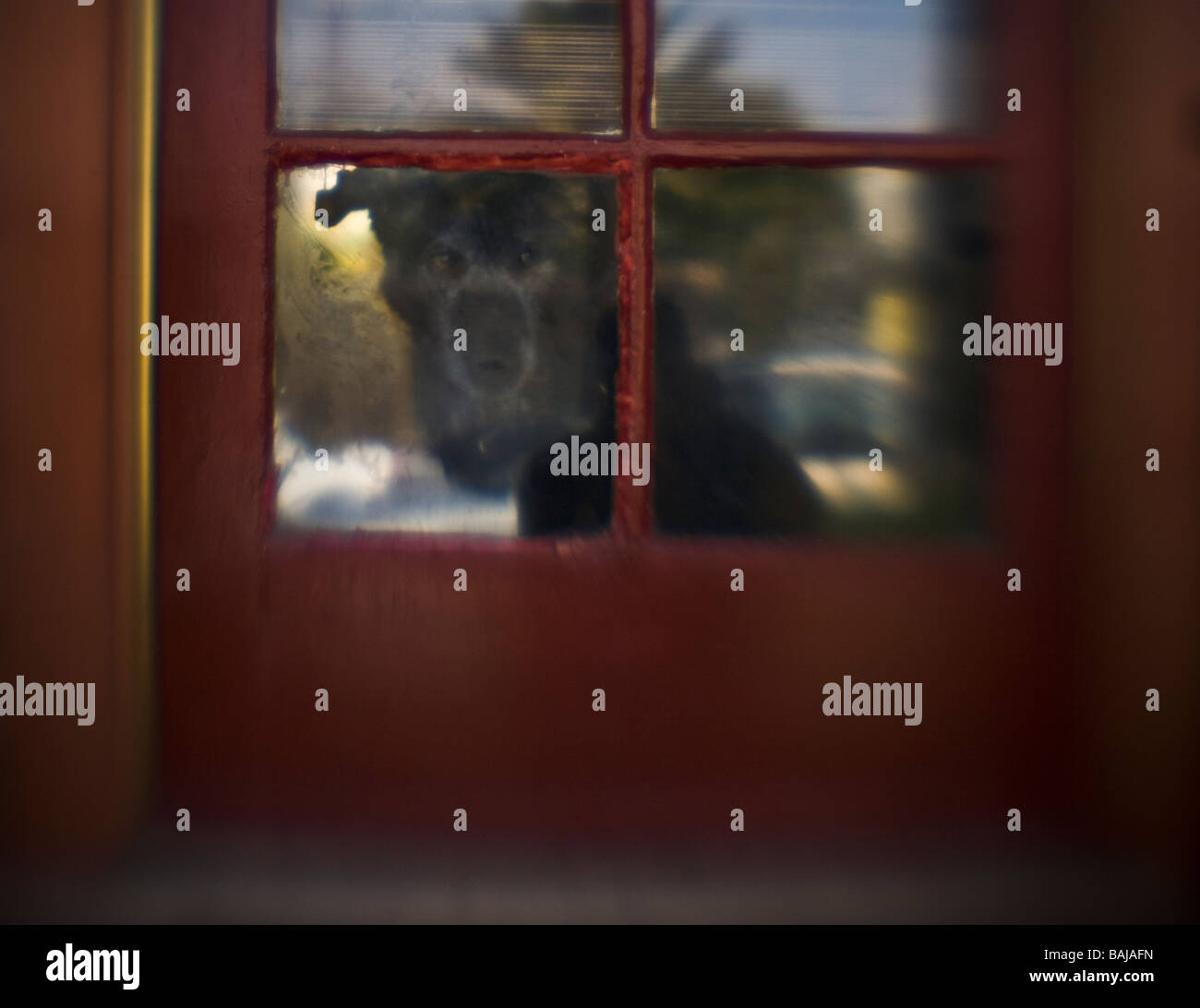 Dog Guards his House Venice Beach Los Angeles County California Unites States of America Stock