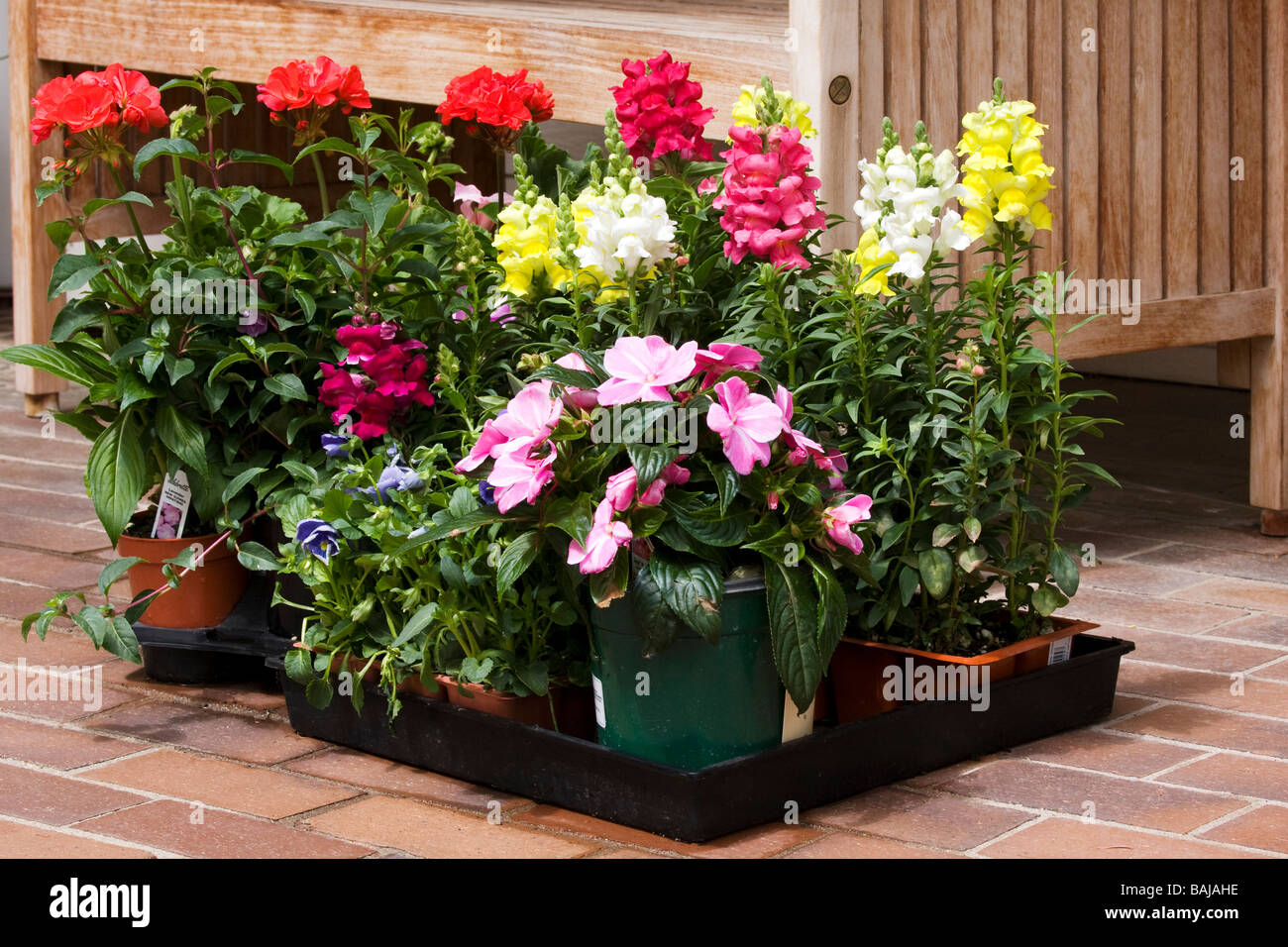 A flat of spring flowers awaiting planting. Stock Photo
