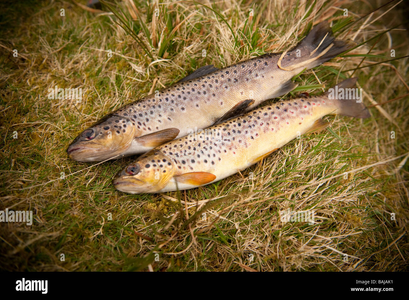 Brown trout uk wild hires stock photography and images Alamy