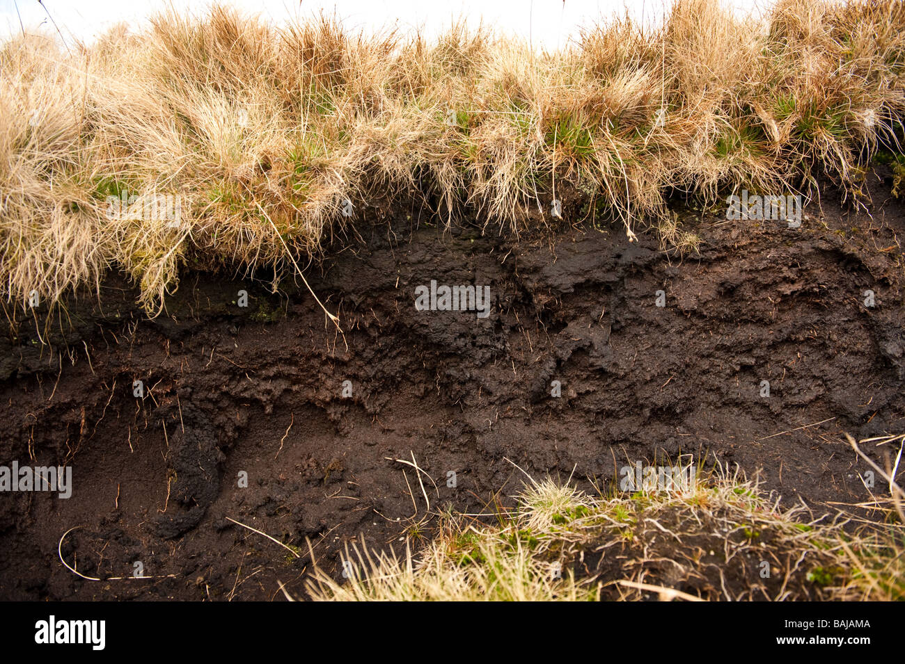 Raised peat bog in upland Ceredigion near  the source of the river Teifi, Wales UK Stock Photo