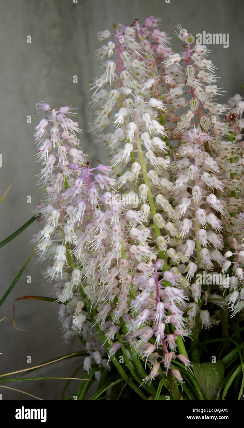 Lachenalia latimerae, Hyacinthaceae, South Africa Stock Photo