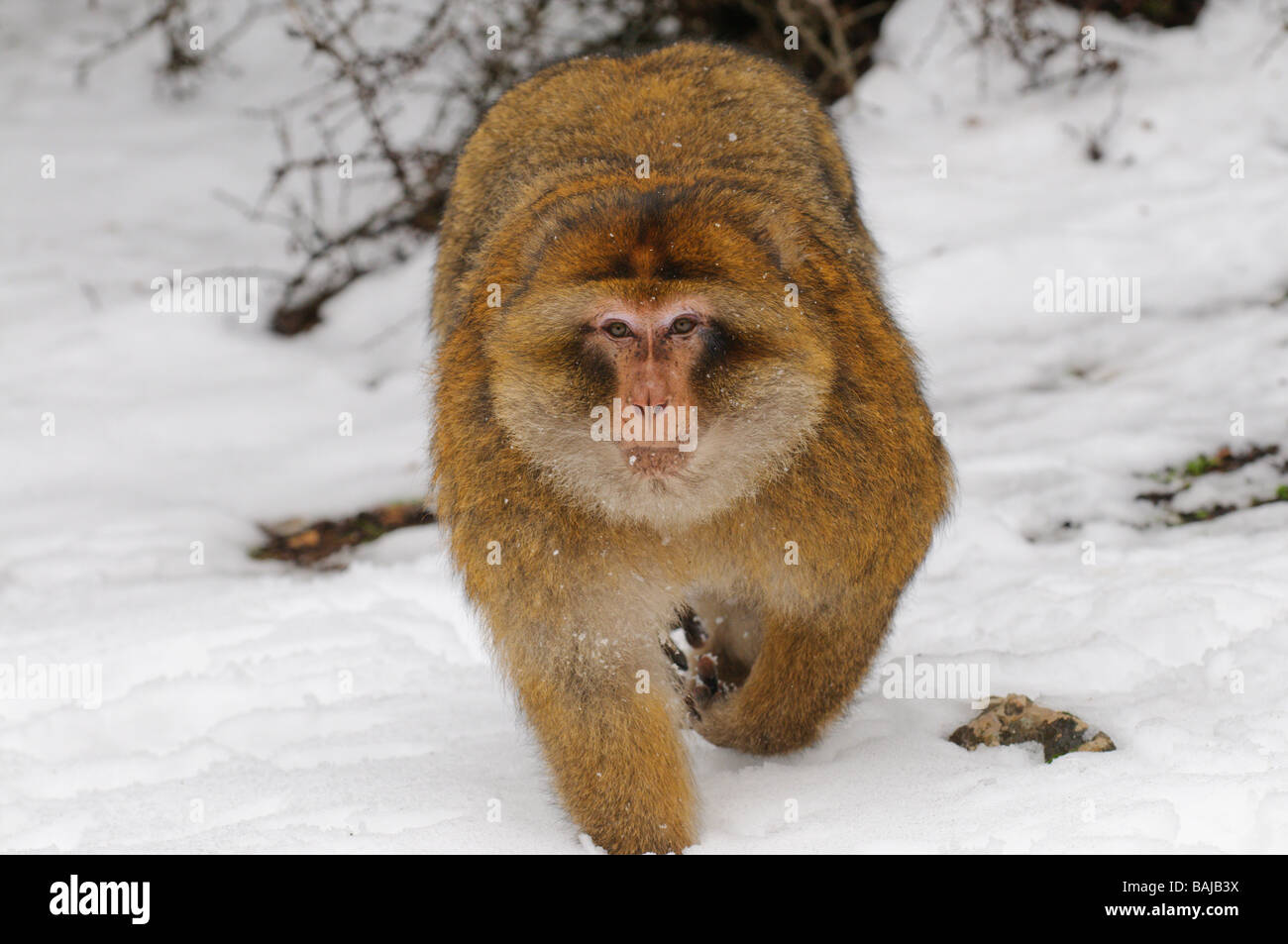 Barbary Macaque Macaca sylvanus on winter snowy cedar forest Mid Atlas ...