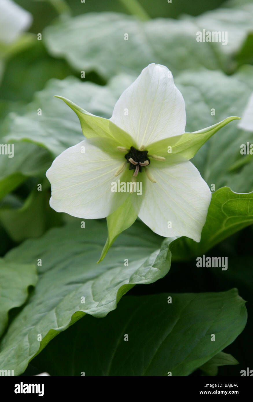 Trillium aka Wakerobin, Tri Flower or Birthroot, Trillium erectum x flexipes Melanthiaceae Stock Photo