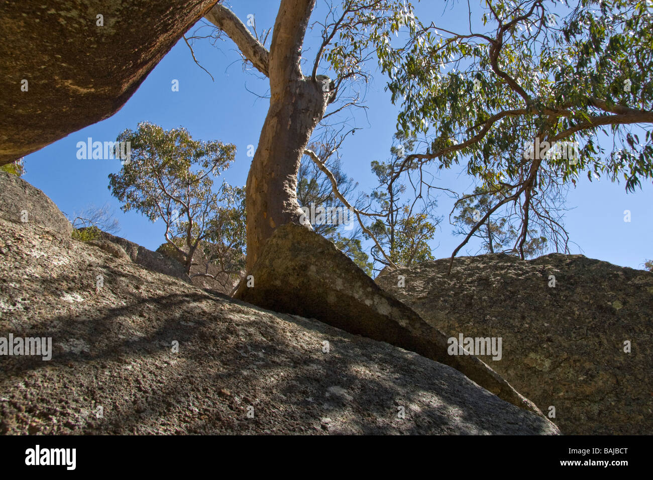 Girraween national park hi-res stock photography and images - Alamy