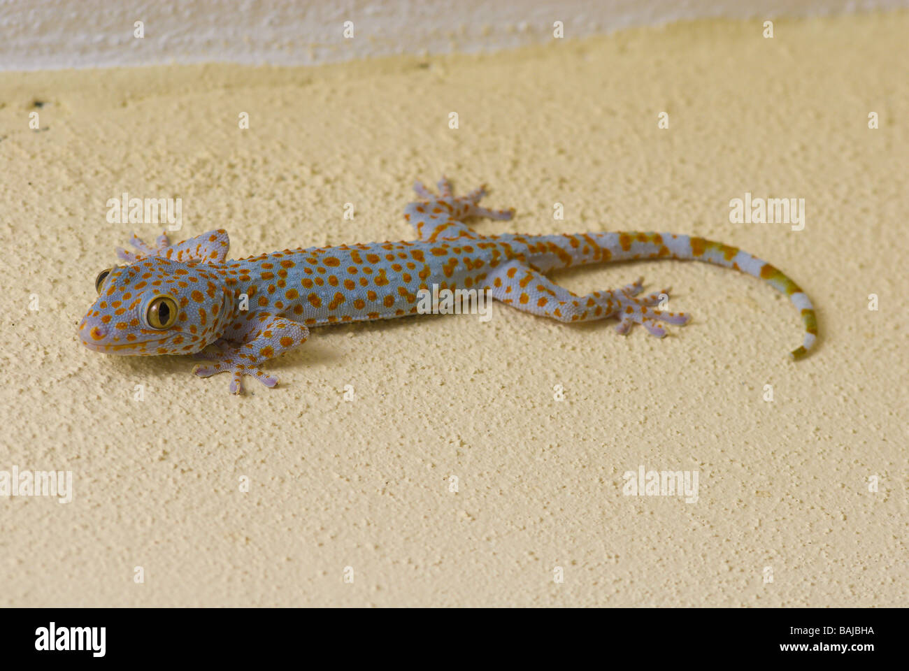 A lizard or skink grips a wall on the Malaysian island of Langkawi Stock Photo
