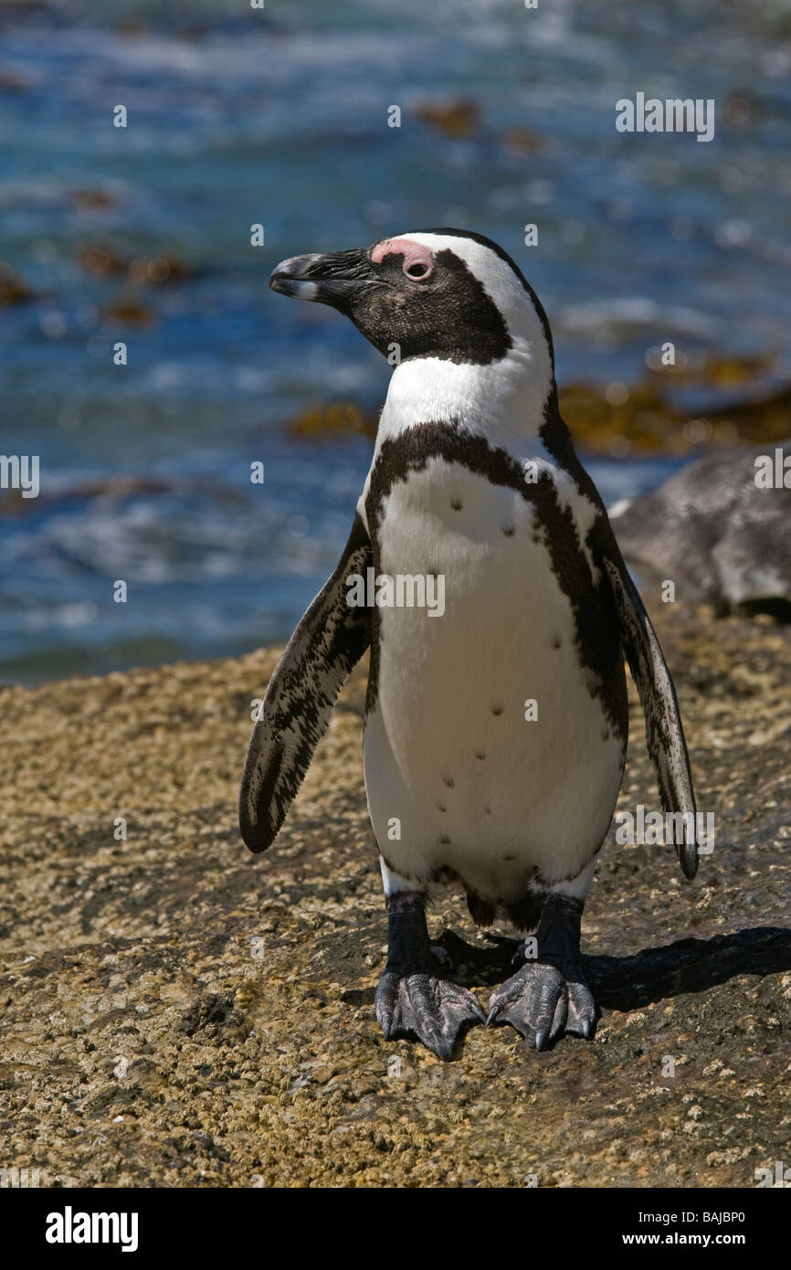 African Penguin Spheniscus demersus at Boulder Beach Simon's Town South Africa Stock Photo