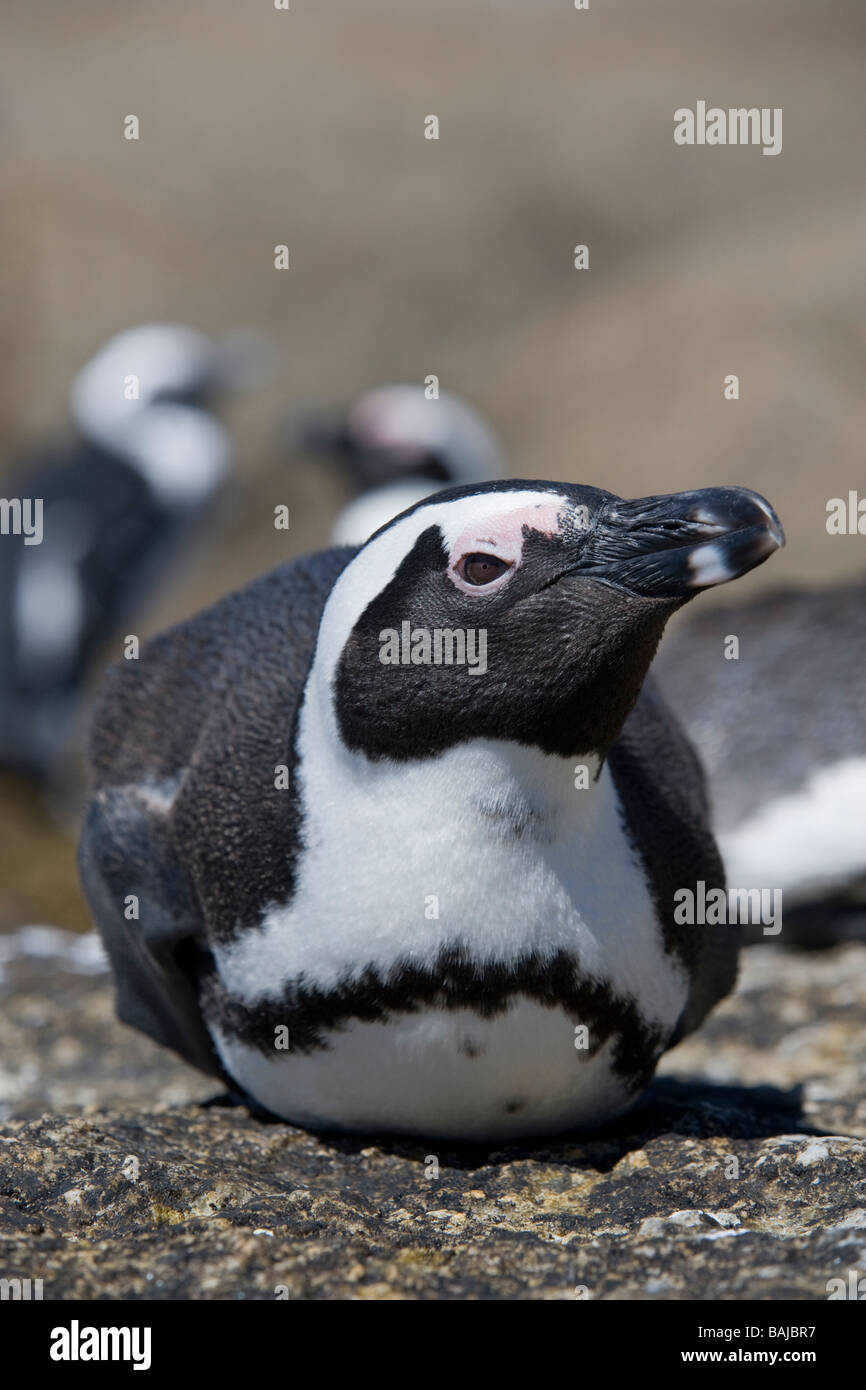 African Penguin Spheniscus demersus resting at Boulder Beach Simon's Town South Africa Stock Photo