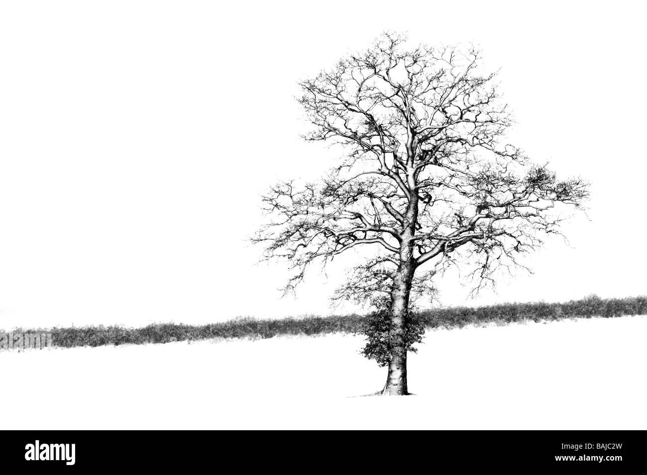 An oak tree blasted with snow during a blizzard standing isolated in a snowy field Stock Photo