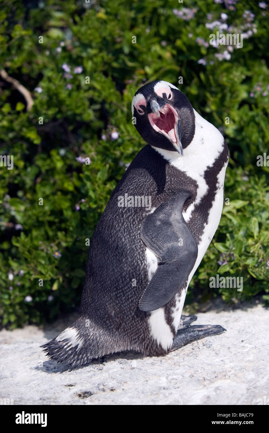 African Penguin Spheniscus demersus displaying at Boulder Beach Simon's Town South Africa Stock Photo