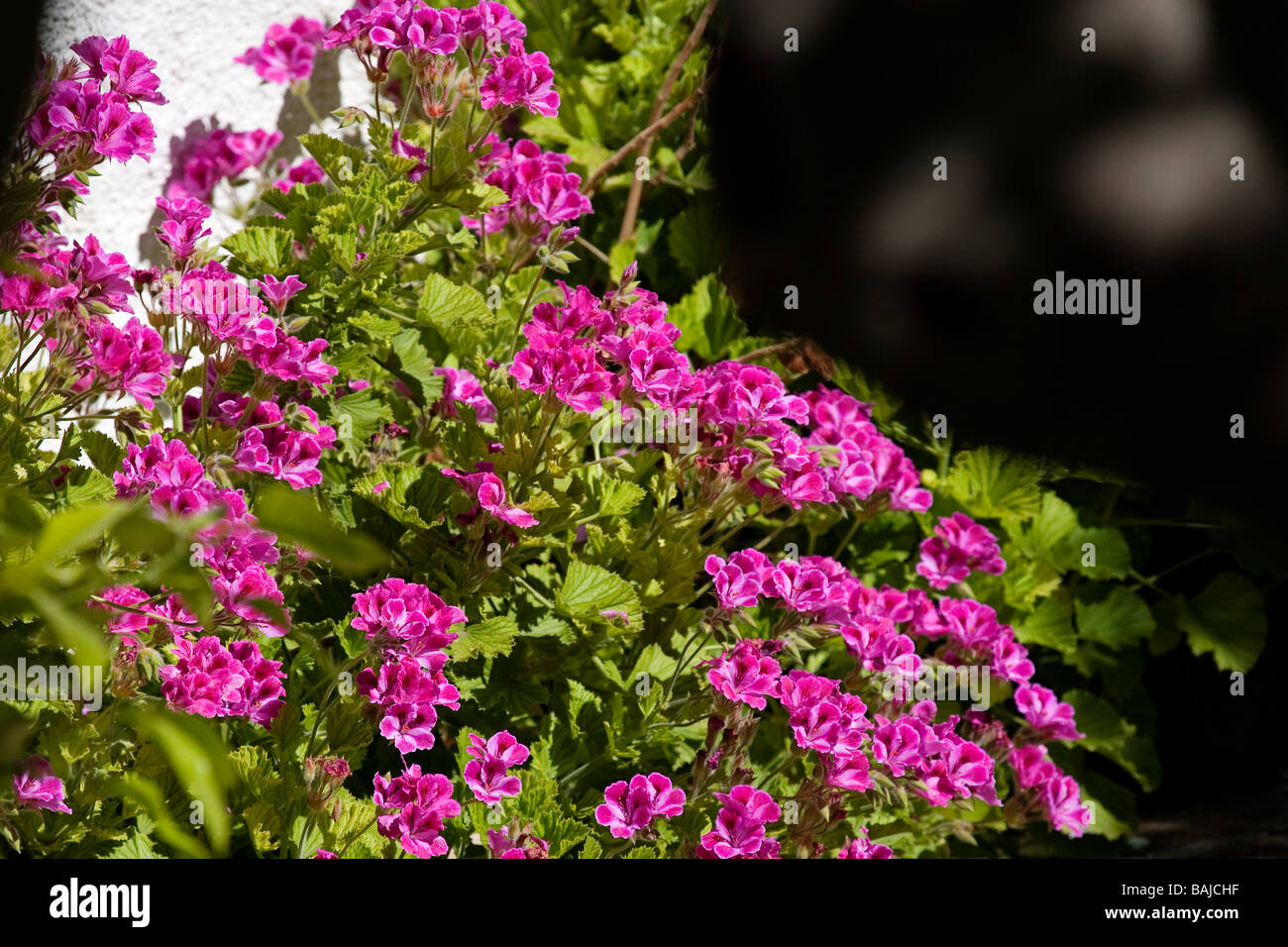 Planta y Flores de Geranio Plant and Flower Geranium Stock Photo