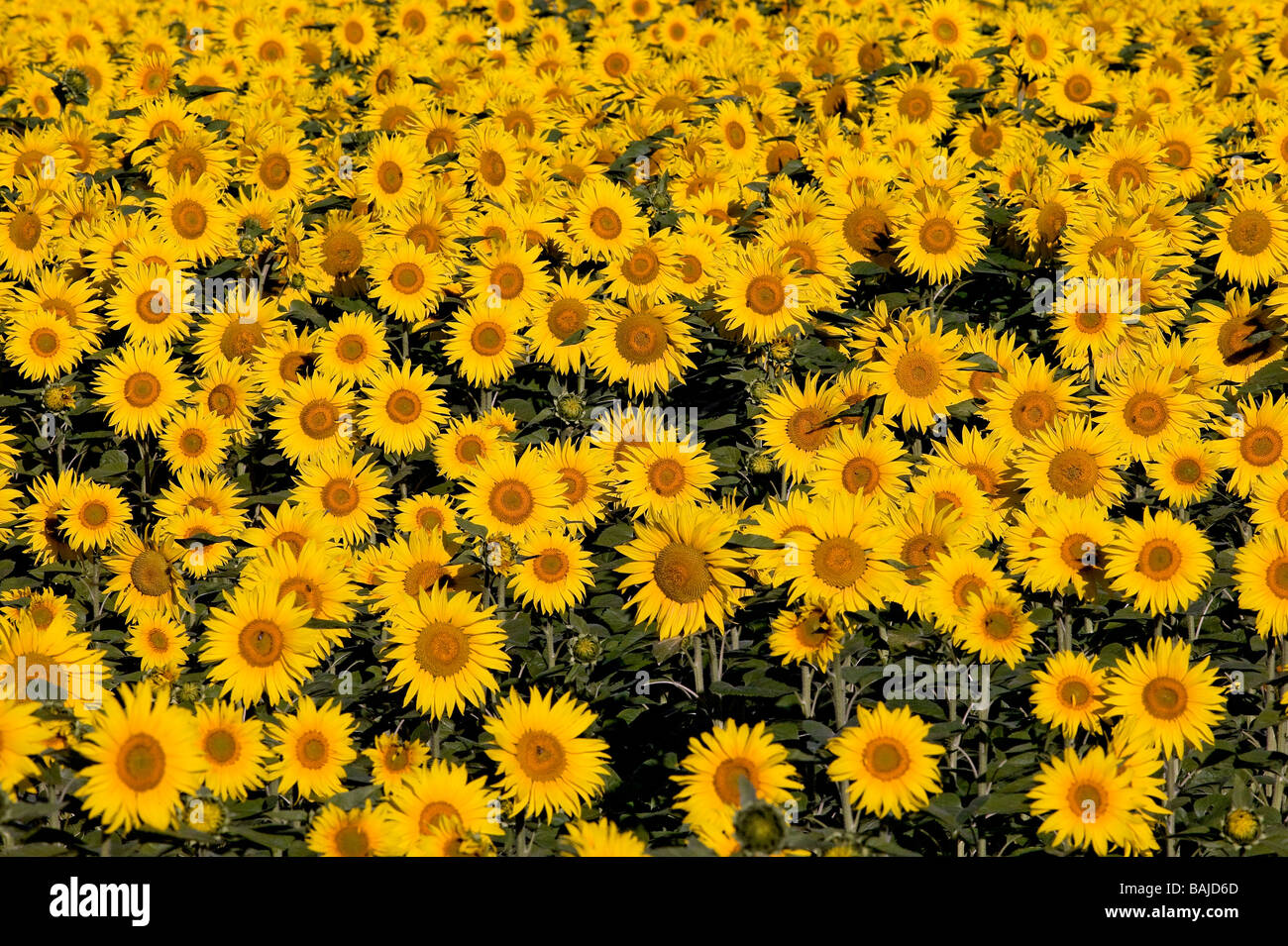 France, field of sunflower Stock Photo - Alamy