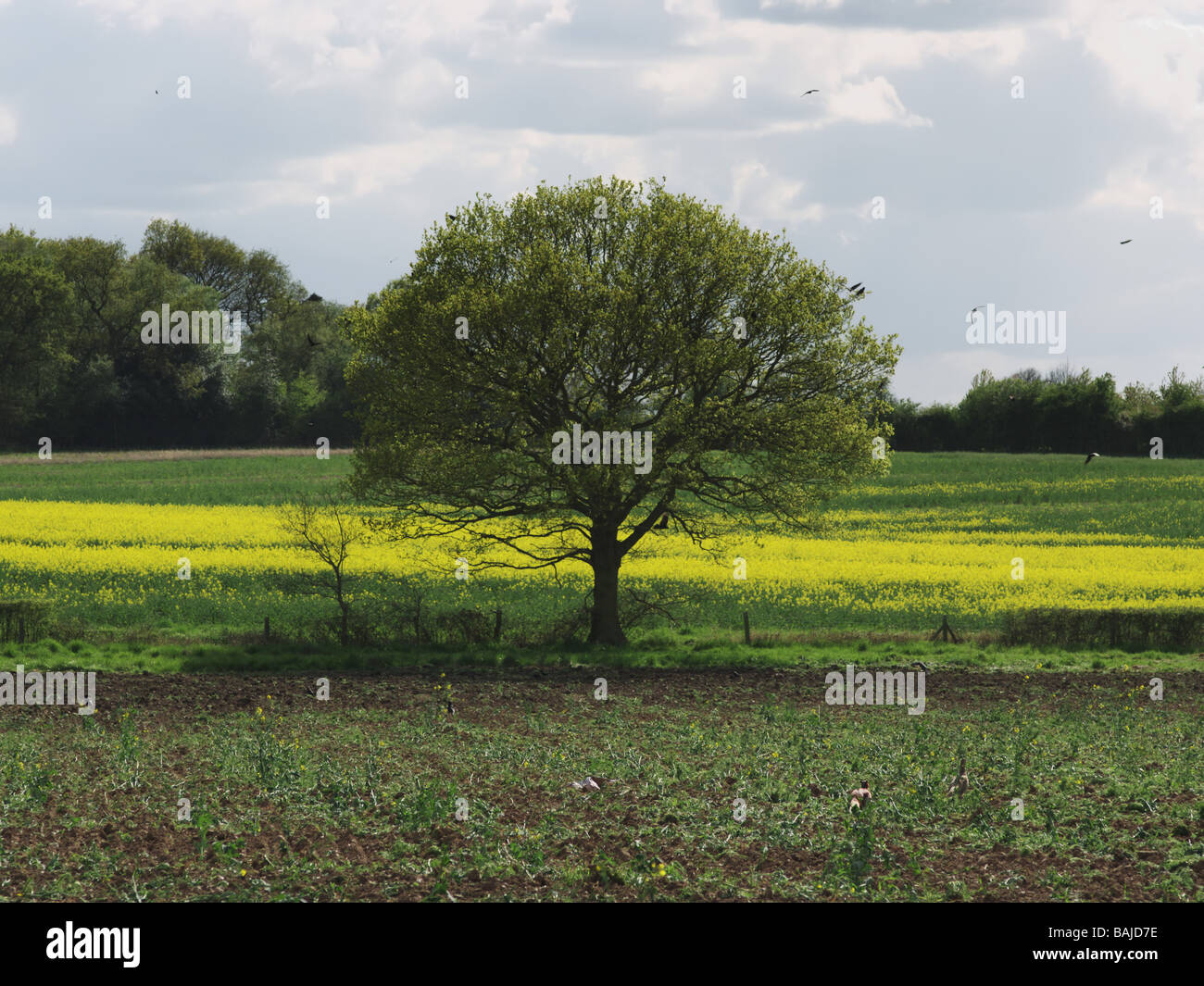 A field of oil seed rape Stock Photo - Alamy