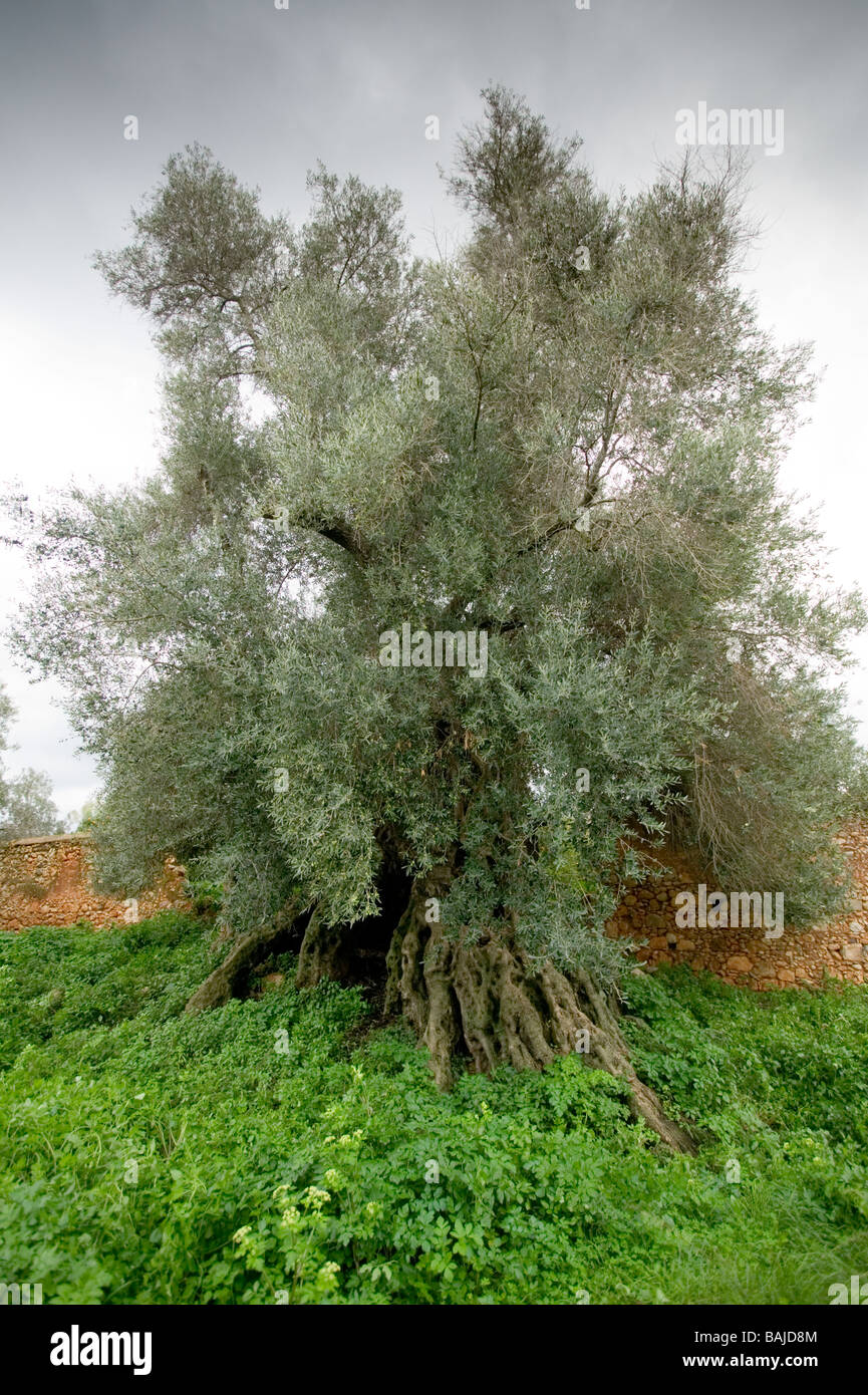Worlds oldest olive trees hires stock photography and images Alamy