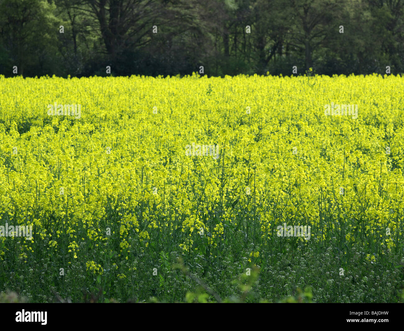A field of oil seed rape Stock Photo - Alamy