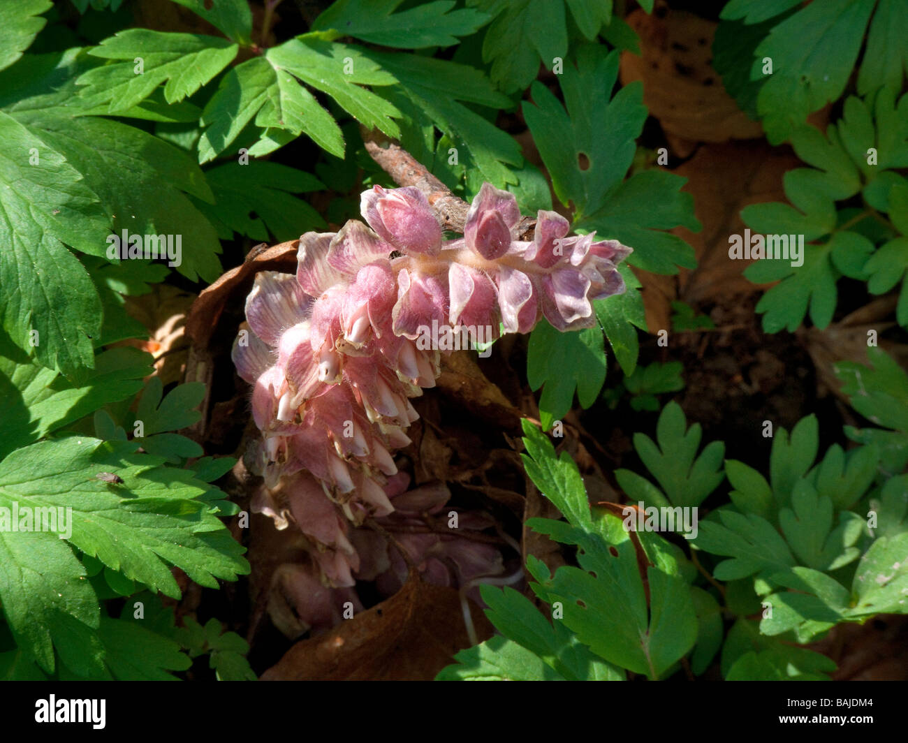 Common Toothwort  Lathraea squamaria Stock Photo