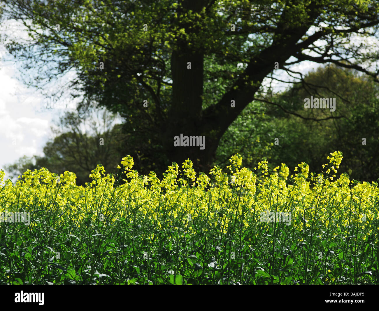 A field of oil seed rape Stock Photo - Alamy