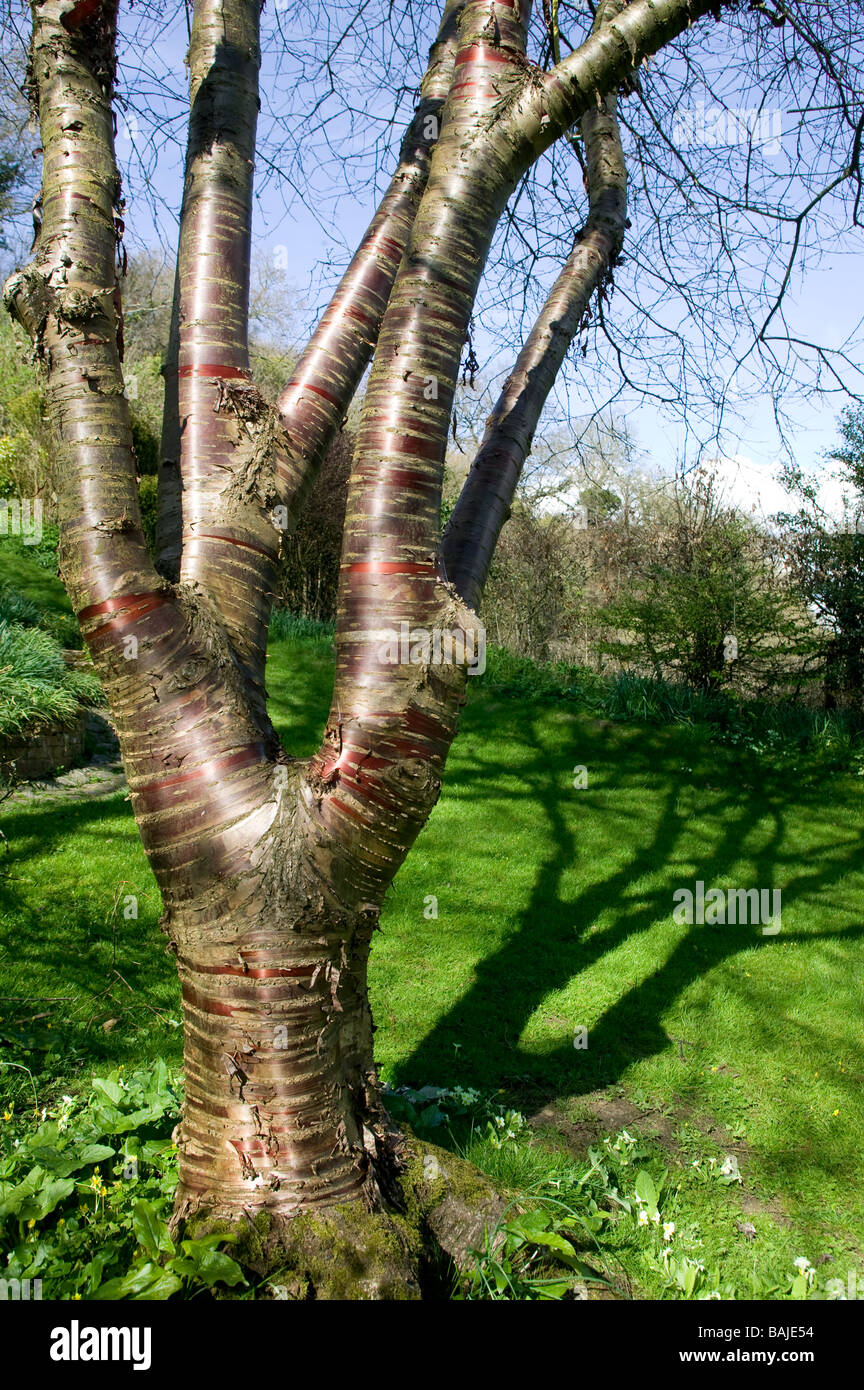 cherry tree in garden showing distinctive bark and shadow on lawn Stock Photo