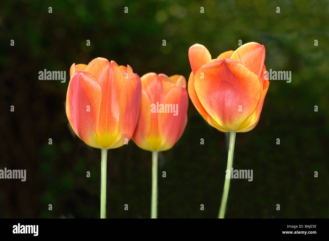 Tulips in a cottage garden in April Stock Photo - Alamy