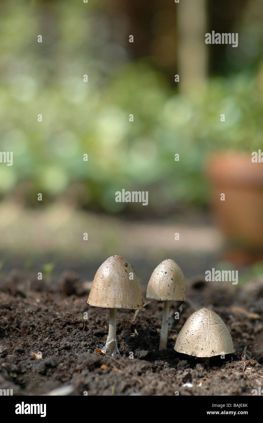 Mushrooms growing in garden soil hires stock photography and images
