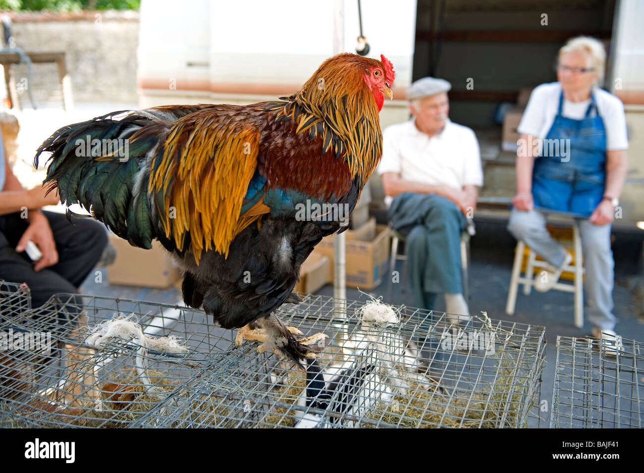 France, Saone et Loire, Louhans, the market for poultry on Monday, Brahma  rooster Stock Photo - Alamy