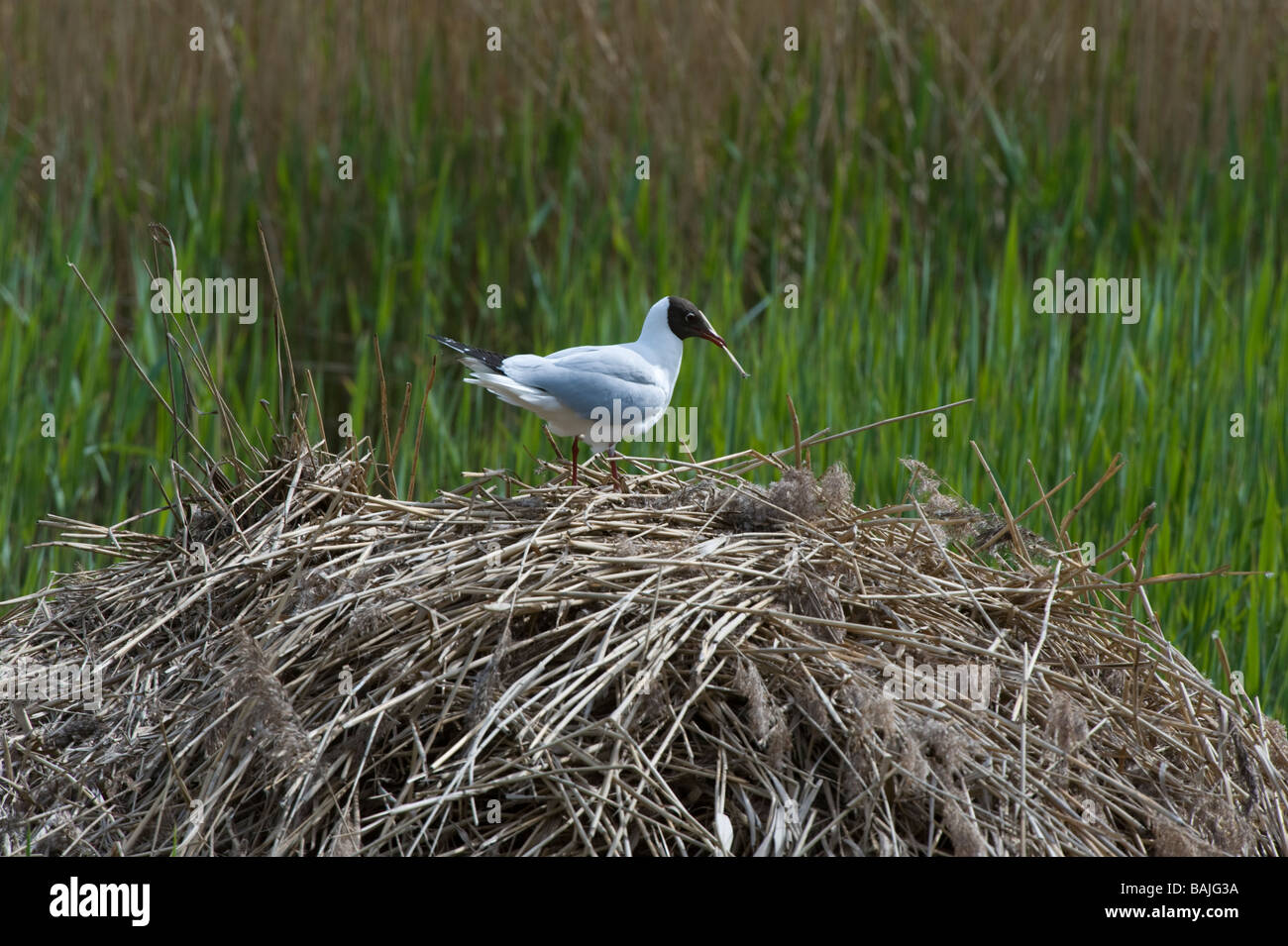 Black headed gull (Larus ridibundus) with nesting material Potteric Carr Nature Reserve  Doncaster South Yorkshire England Stock Photo