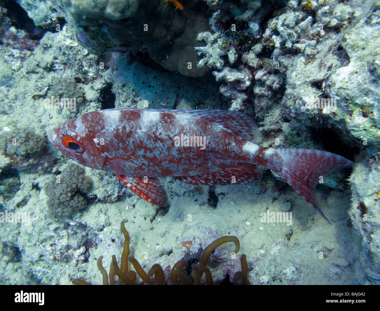 Red sea Goggle Eye Belongs to the family Priacanthidae Stock Photo Alamy