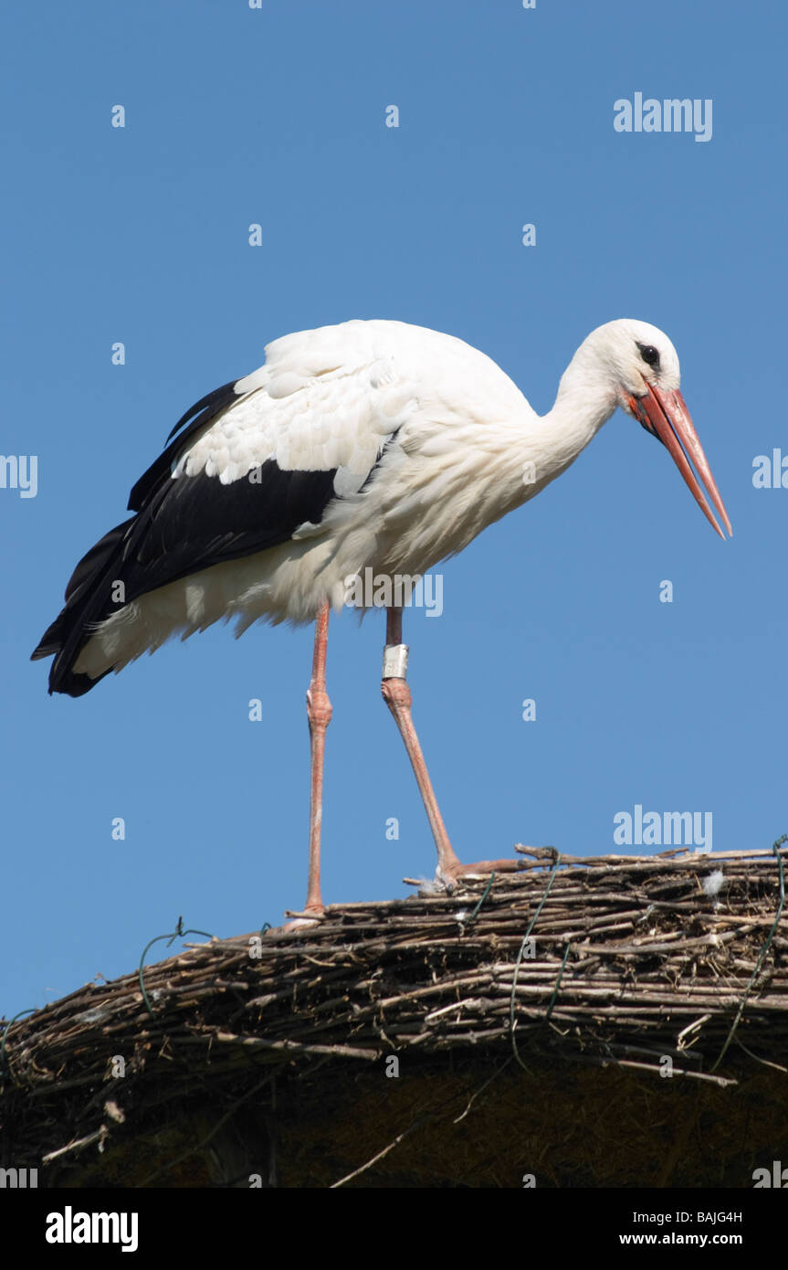 Stork Ctre Cigognes Loutres Hunawihr Alsace France Stock Photo Alamy