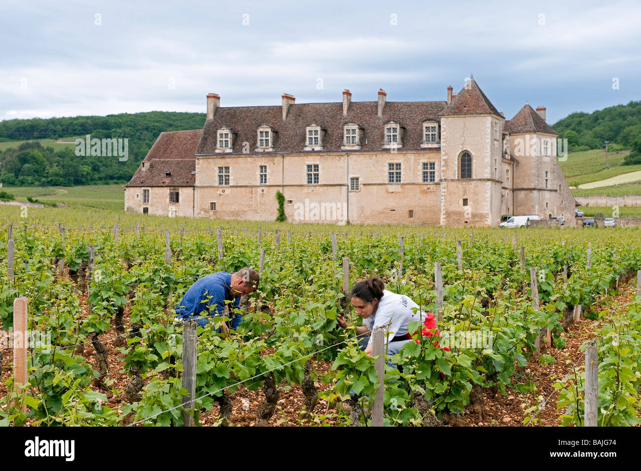 France, Cote d'Or, Clos de Vougeot, the castle (vineyard Cotes de Nuit), maintenance of the vine Stock Photo