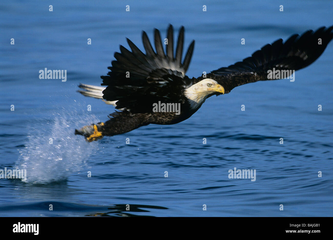 Bald Eagle catching fish in river Stock Photo Alamy