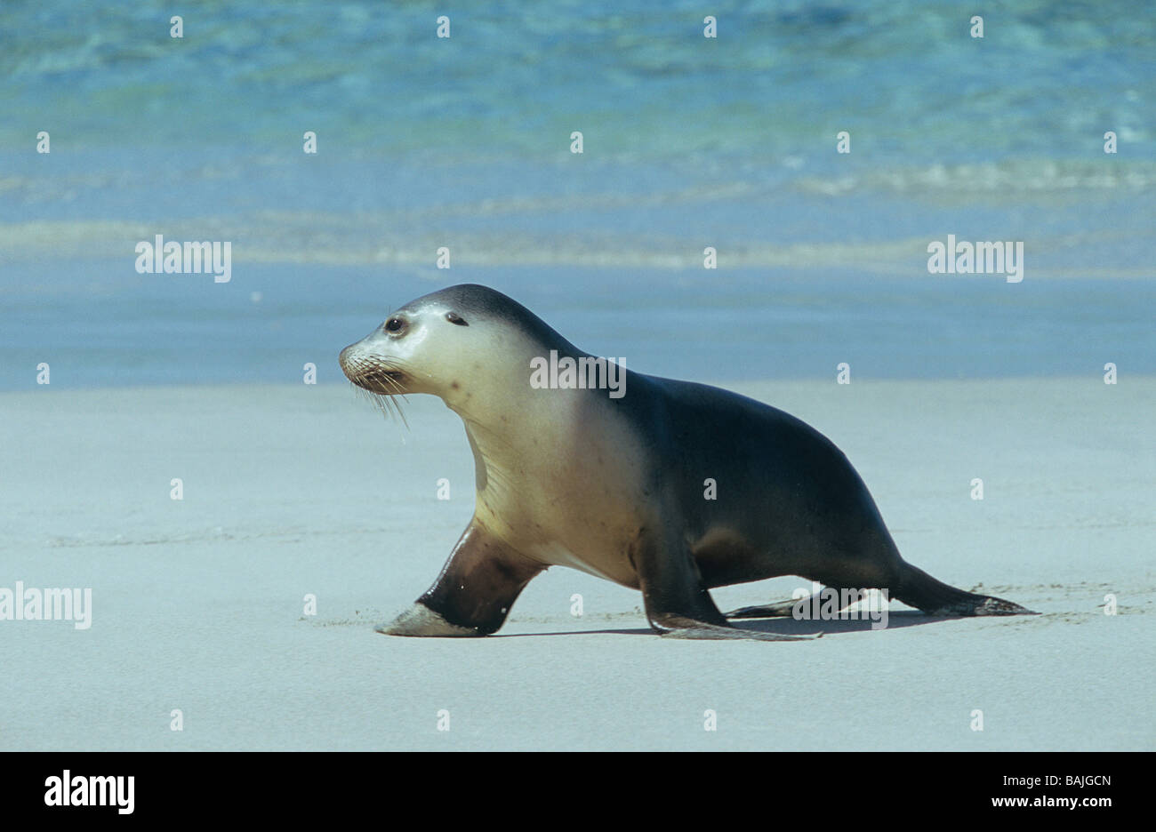 Fur seal walking on beach Stock Photo