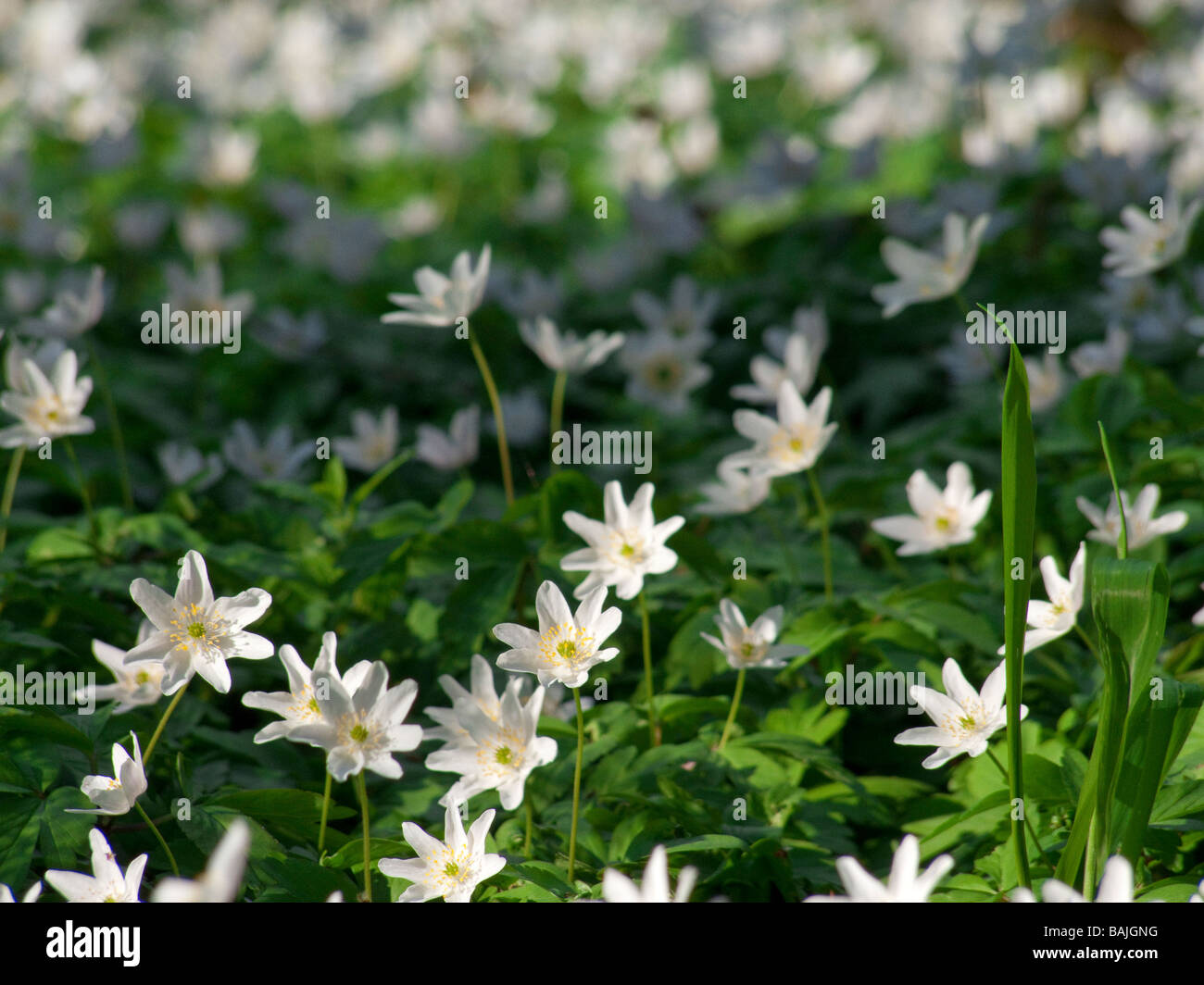 Anemone nemorosa wood anemone , windflower , European thimbleweed