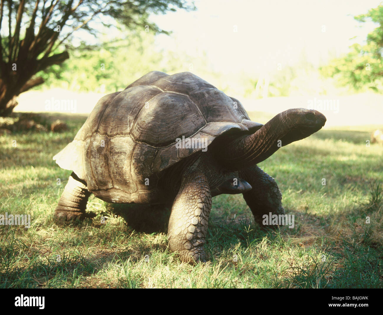 GIANT TORTOISE Stock Photo