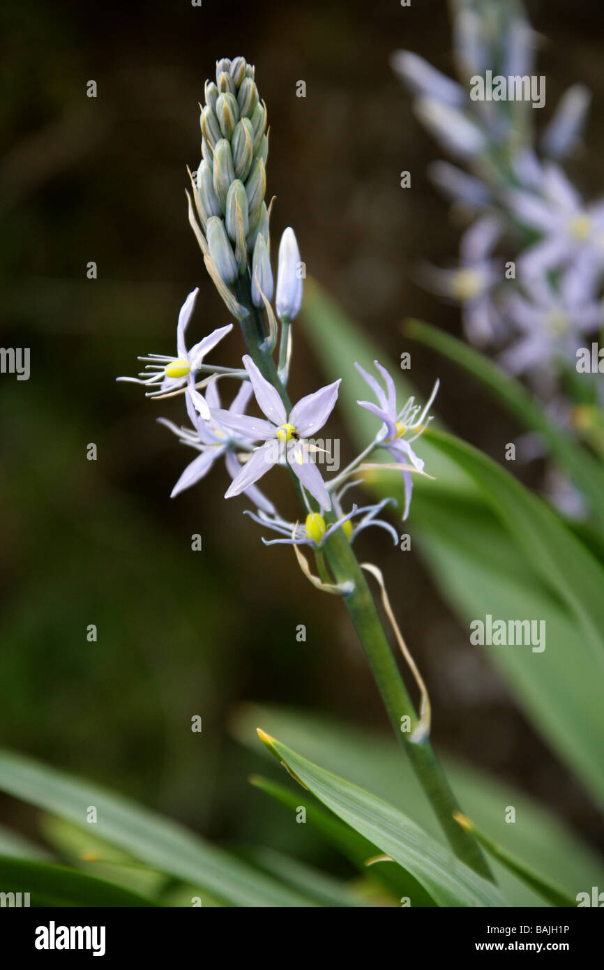 Camas plant hi-res stock photography and images - Alamy