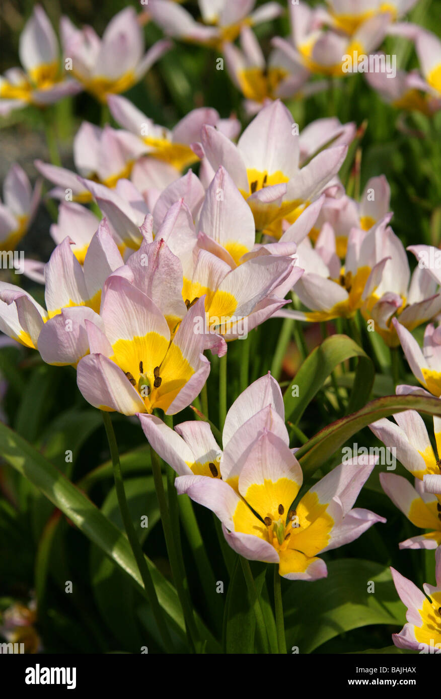 Candia Tulip, Tulipa saxatilis, Liliaceae, Crete and Turkey, Europe Stock Photo