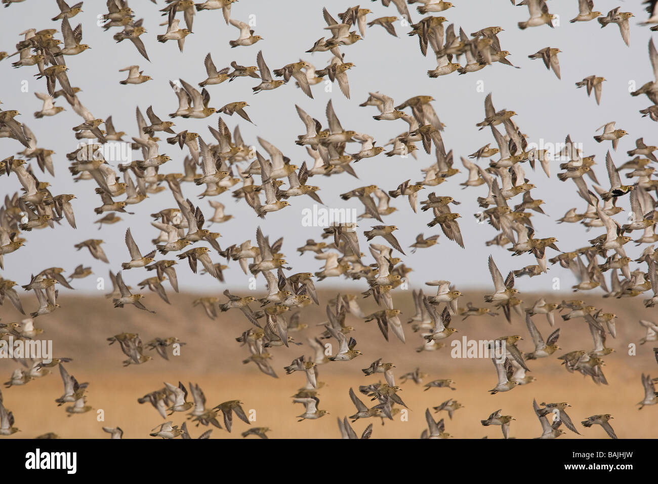 Golden Plover, flock taking off, Norfolk. Stock Photo
