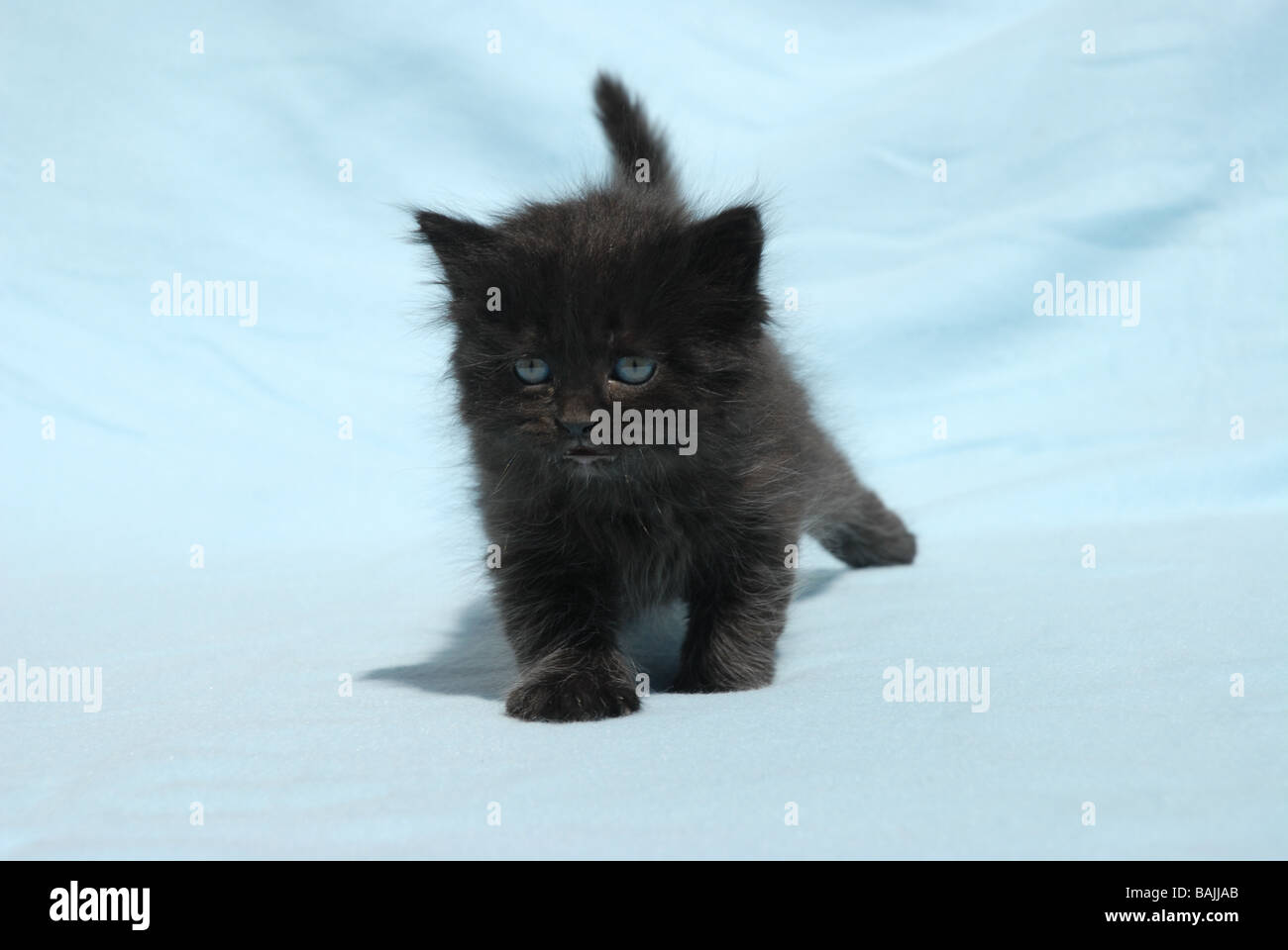Black Long Haired Kitten Stock Photo 23766467 Alamy